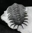 Unusual Crotalocephalus Maurus Trilobite #25736-1